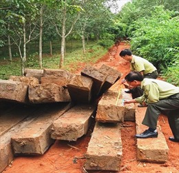 Khởi tố vụ "gỗ vô chủ" ở Đăk Glei, Kon Tum